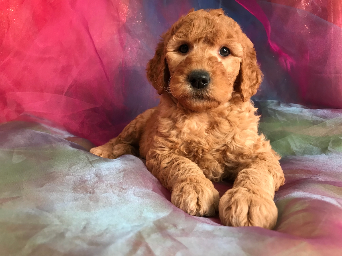 Female Goldendoodle Puppy for Sale in Iowa